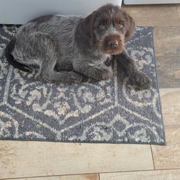 Val - Chestnut and gray Wirehaired Pointing Griffon puppy in Glendale, Arizona from Agassiz Griffons Glendale AZ