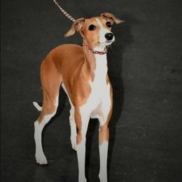 Italian Greyhound Puppies from Ruscelli Italian Greyhounds