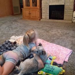 Australian Cattle Dog Puppies from Weleski Chocolate Heelers