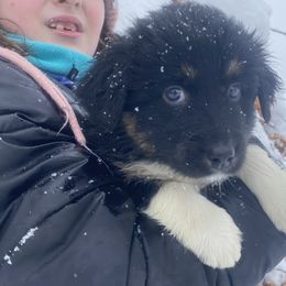 Australian Shepherd Puppies from NEK Aussies