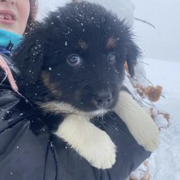 Australian Shepherd Puppies from NEK Aussies
