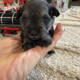 Reba - Salt and pepper female Miniature Schnauzer puppy in Comanche, Texas from Circle R Sidney
