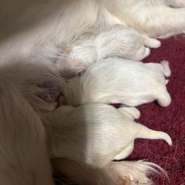 Mushu - White male Pekingese puppy in Cedar City, Utah from Pekingese Zoo