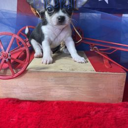 Chihuahua and Dachshund Puppies from Blue Tails Farm