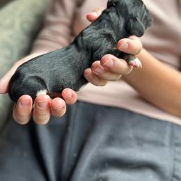 Female 3 - Black and white female Basset Hound puppy in Lindley, New York from Hill Top Basset Hounds & Cane Corso