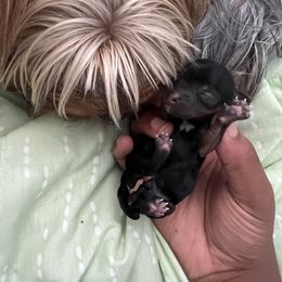 Boy 1 - Yorkshire Terrier puppy in Kenosha, Wisconsin from KH Yorkies