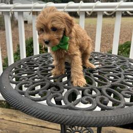 Nano - Apricot male Goldendoodle puppy in Mint Hill, North Carolina from DoodleForever