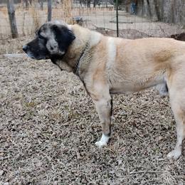 Samson - Kangal