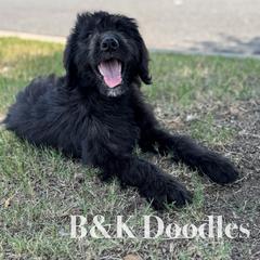 Rapunzel - female Golden Mountain Doodle puppy in Benton, Arkansas from B&K Doodles, LLC