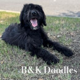 Rapunzel - female Golden Mountain Doodle puppy in Benton, Arkansas from B&K Doodles, LLC