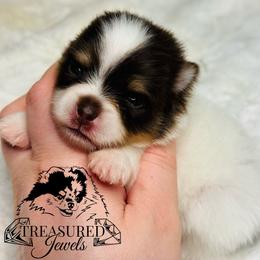 Pomeranian Puppies from Treasured Jewels Pomeranians