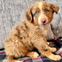 Jexi - Red merle female Australian Shepherd puppy in Charlotte, North Carolina from Awesome Aussies
