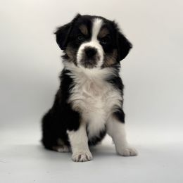 Miniature American Shepherd puppies from Azure Sky Minis
