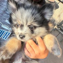 Caraxes - Tri-colored male Pomeranian puppy in Elk Grove, California from Pomni Poms