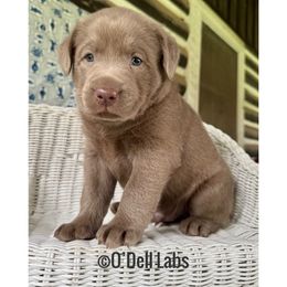 Valedictorian (Rian) - Silver male Dilute Retriever puppy in Sullivan, Missouri from O’Dell Labs