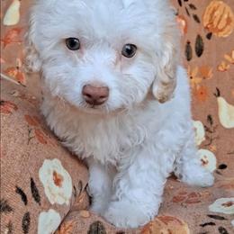 Shasta - White female Maltipoo puppy in Crestview, Florida from Little Cupcakes and Little Pumpkins Maltipoos