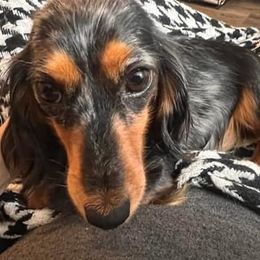 Stella - Dachshund