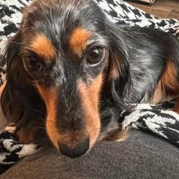 Stella - Dachshund