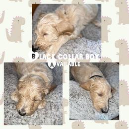 Goldendoodle Puppies from High Standards Az
