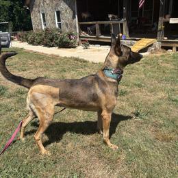 Chisme (orange) unavailable - female Belgian Malinois puppy in Dewy Rose, Georgia from Rolling G Kennels