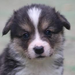 Jaguar - Black and tan male Pembroke Welsh Corgi puppy in West, Texas from Rustic Spur Kennel