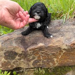 Burrito - Black female Goldendoodle puppy in Cherry Tree, Pennsylvania from Plum Creek Acres Next Generation