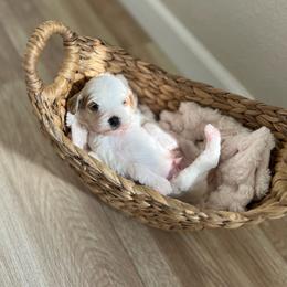 Patches - Parti male Goldendoodle puppy in San Jose, California from Doodle Amore