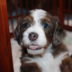 Australian Mountain Doodle, Australian Shepherd, Bernedoodle, Labradoodle, and Poodle Puppies from Island View Poodles & Doodles