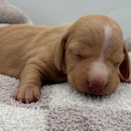 Kuma - Red female Dachshund puppy in Brownsville, California from Pine & Pasture Dachshunds
