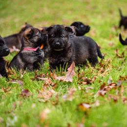 "White" German Shepherd Puppies from MCX K9