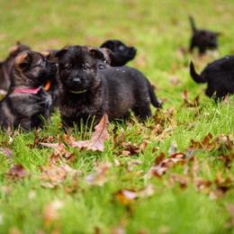 "White" German Shepherd Puppies from MCX K9