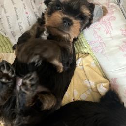 Boy puppy - Blue and gold male Yorkshire Terrier puppy in Palm Bay, Florida from Bricriu Kennels, Reg.
