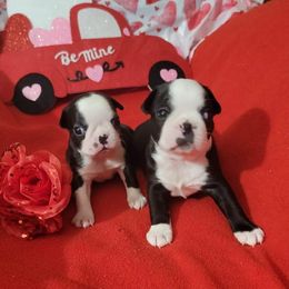 Boston Terrier Puppies from Beatrice's Kennels