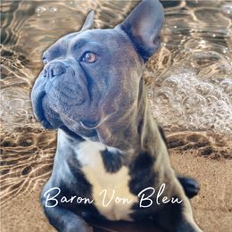 Baron - French Bulldog