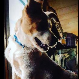 Australian Cattle Dogs and Redbone Coonhounds from Stars and Stripes Heelers and Hounds