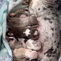 Chihuahua Puppies from Cloud9 Chihuahuas