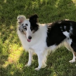 Luna - Shetland Sheepdog