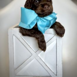 Turquoise Collar Girl - Chocolate female Australian Labradoodle puppy in Wake Forest, North Carolina from Lucky Country Labradoodles