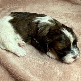 Emy - Red female Havanese puppy in Maryville, Missouri from Dreamworks Havanese