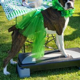 Boxer All Grown Up from Mircoa Boxers