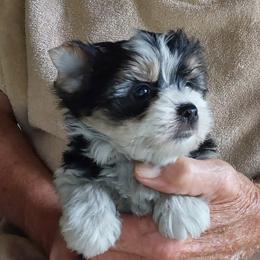 Boy 1 - Parti male Yorkshire Terrier puppy in Jamestown, Tennessee from Green Ridge