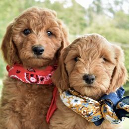 Goldendoodles from Precious Pooches for You