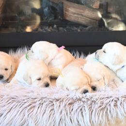 FEMALE 1 - Yellow female Labrador Retriever puppy in Pasco, Washington from ROCK CREEK LABRADORS