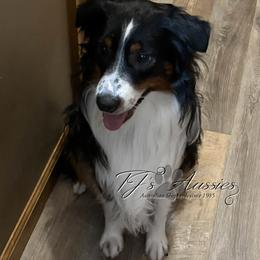 Ruger - Miniature Australian Shepherd