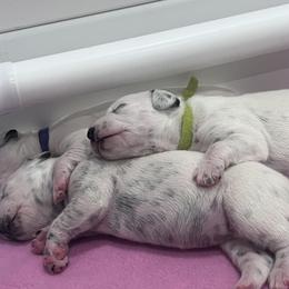 Dalmatian puppies from PupsMansion