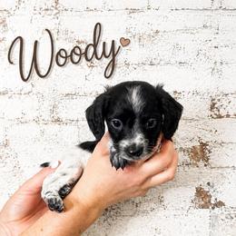 Woody - Piebald male Dachshund puppy in Waco, Georgia from Huff Family Doxies & Doodles