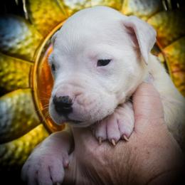 Dolos - White male Dogo Argentino puppy in San Diego, California from Debonair Dogos