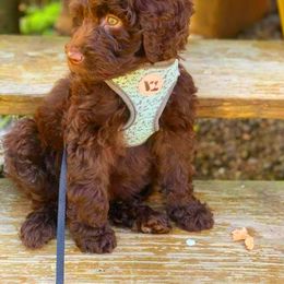 Labradoodle Puppies from 101 Labradoodles