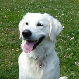 Cirrus - Golden Retriever