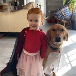 Golden Retriever All Grown Up from Golden Acres LLC